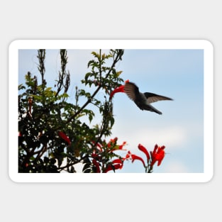 Bolivie - Colibri Sticker